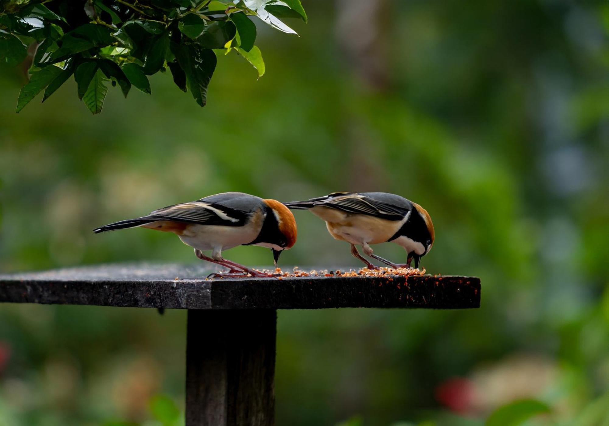 Heliconias Rainforest Lodge ビハグア エクステリア 写真
