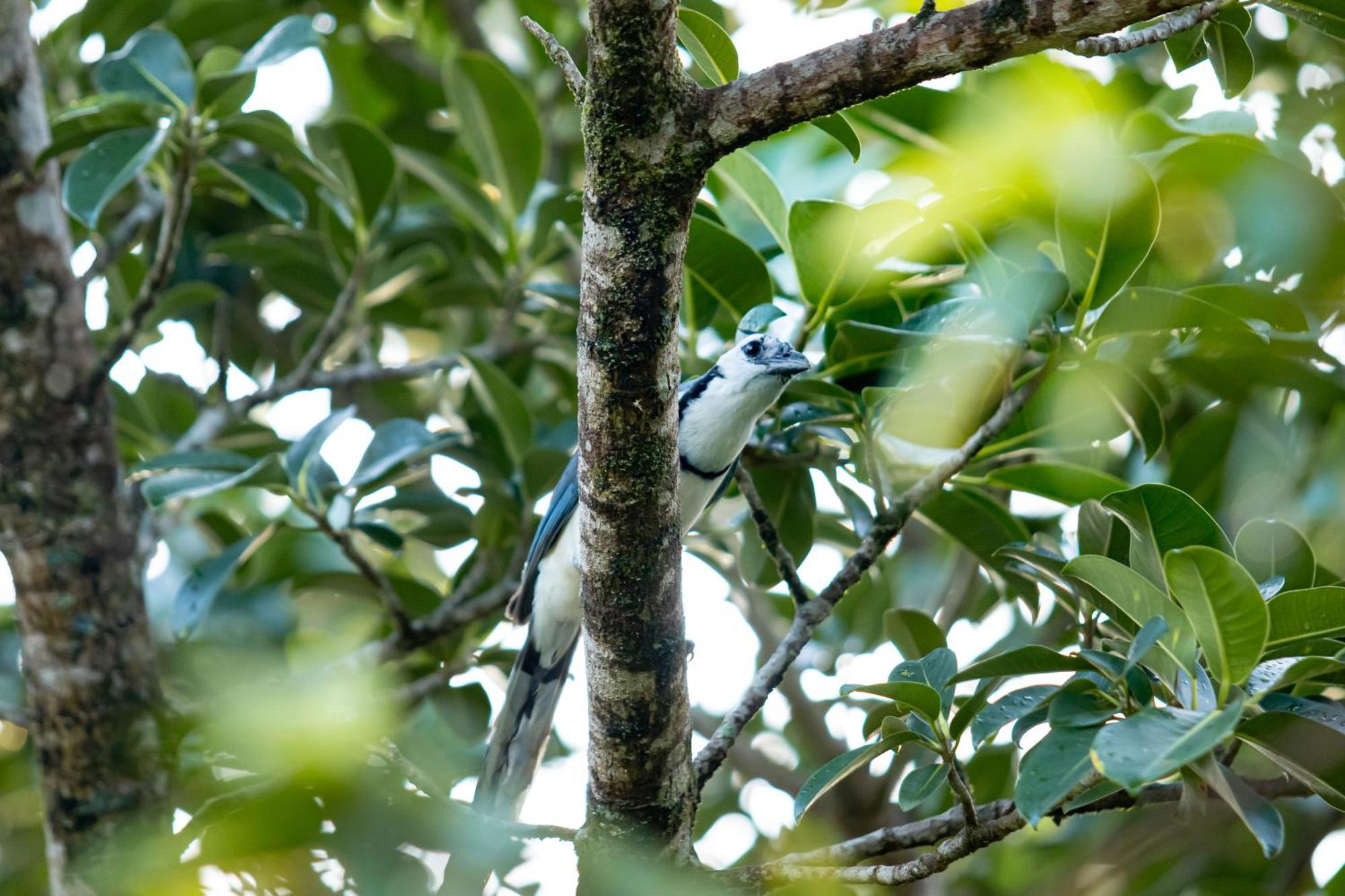 Heliconias Rainforest Lodge ビハグア エクステリア 写真