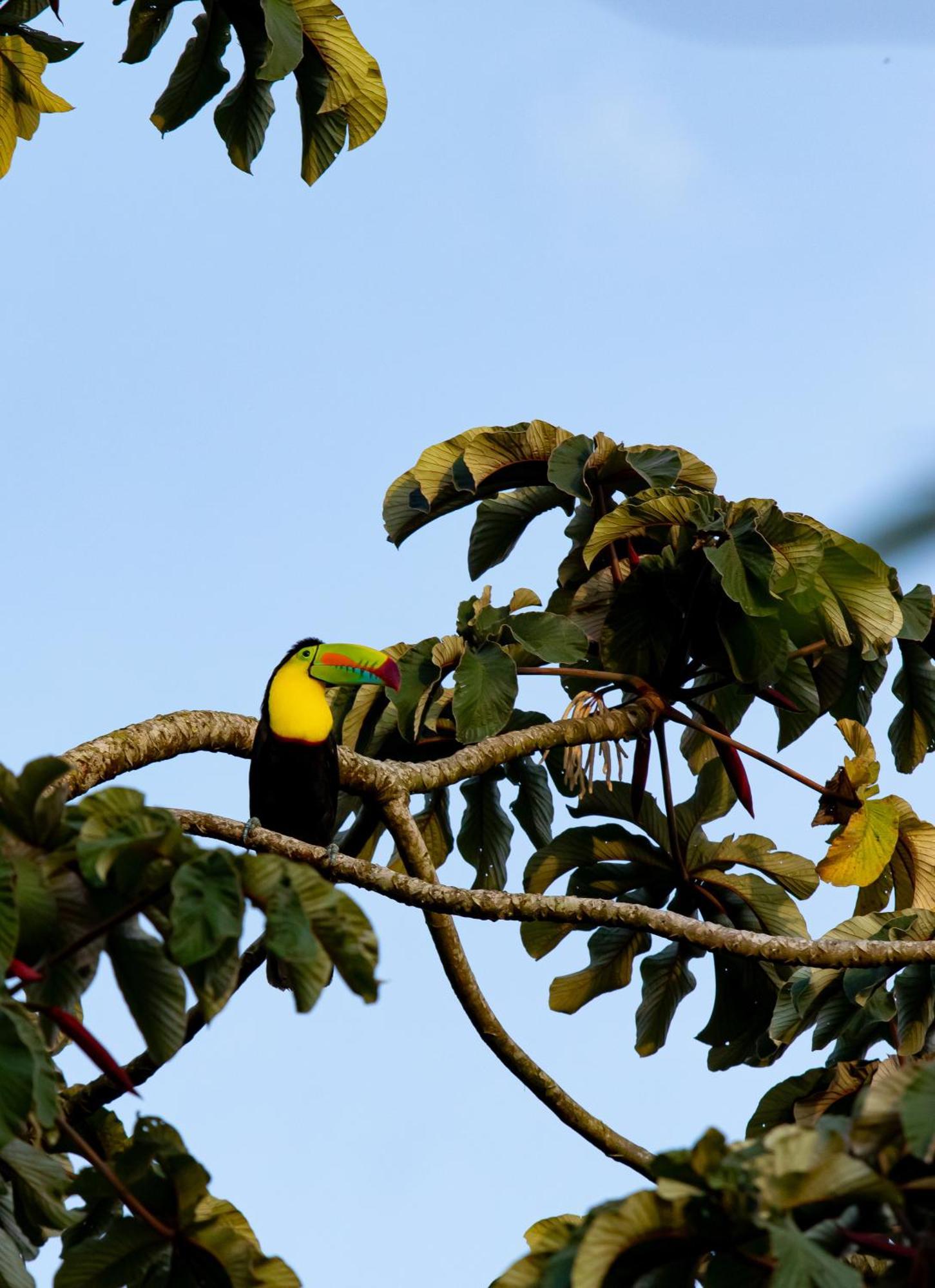Heliconias Rainforest Lodge ビハグア エクステリア 写真