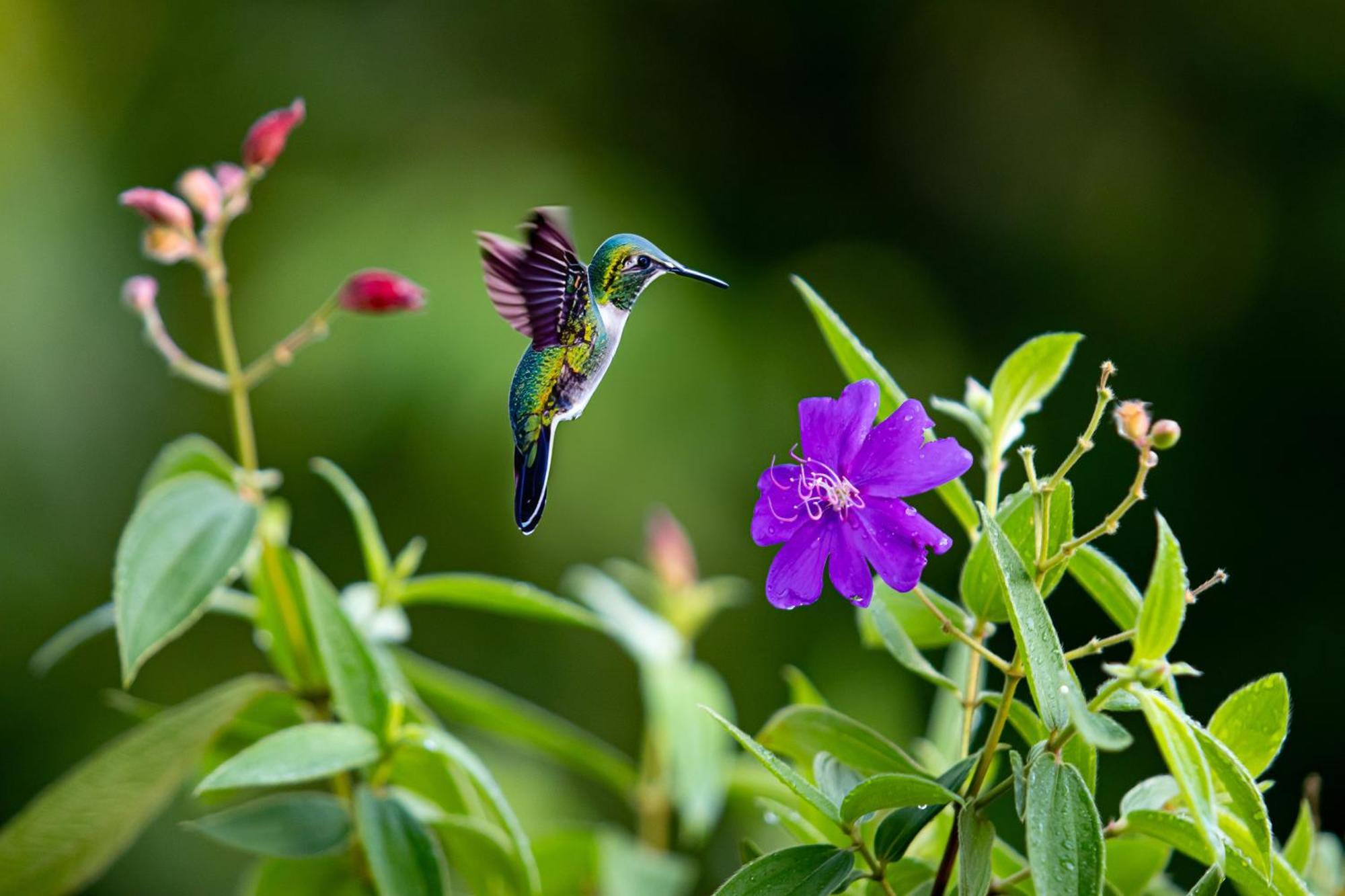 Heliconias Rainforest Lodge ビハグア エクステリア 写真